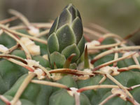 Gymnocalycium vatteri